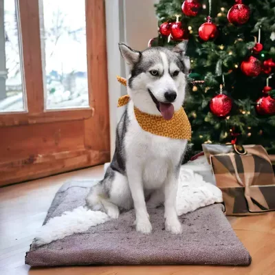 Lakeland Pet Grooming