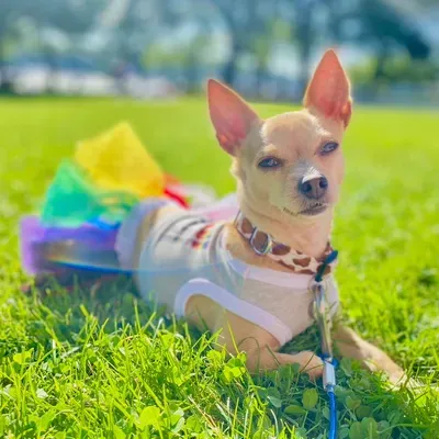 Pretty Paws Services