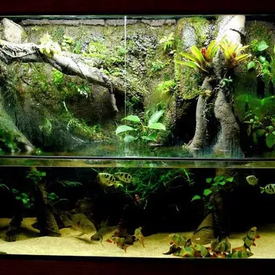 insane aquascapes
