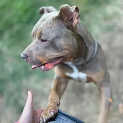 Auntie Chelle’s Pet Care, LLC