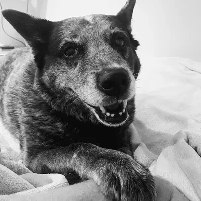 Woofie's of Columbia
