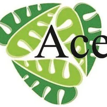 Ace Insulation