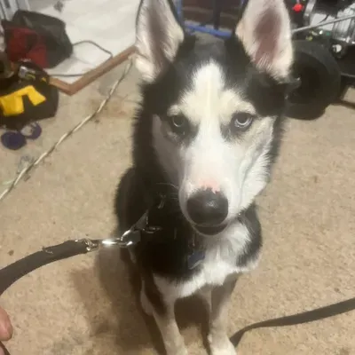 Taylormadek9training services