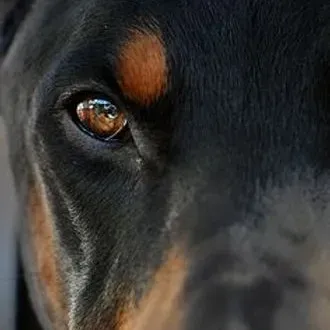 Meyers Dobermans
