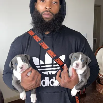 MK9DogTraining