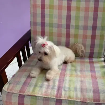Prissy Paws