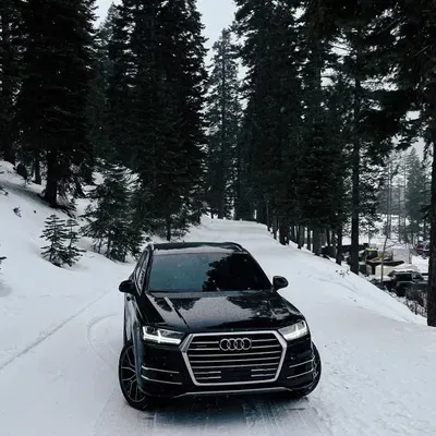 Patty Limo