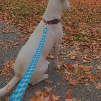 Tail Wag Tales