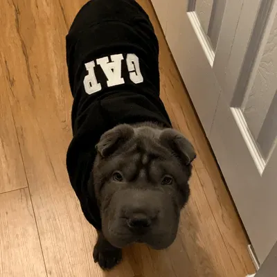 Puppa Kutz
