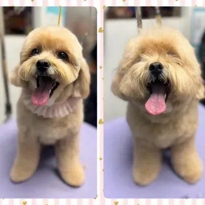Certified Professional Dog Grooming