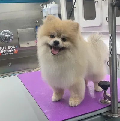 Hot Dog Grooming Mobile Spaw