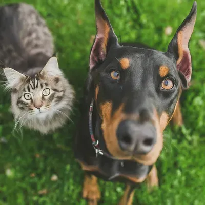 Woofs & Mittens