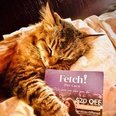 Fetch Pet Care of East Hollywood