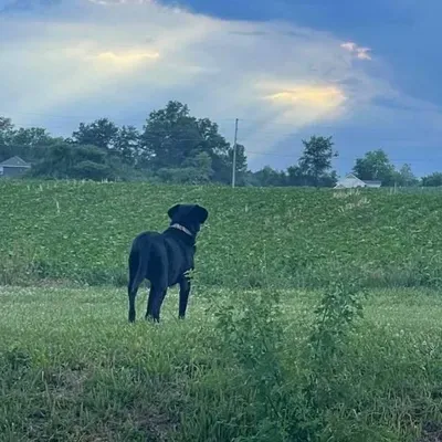 Hilltop Kennel