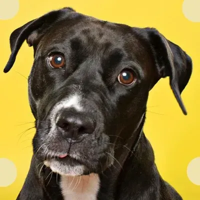 GoodDoggo