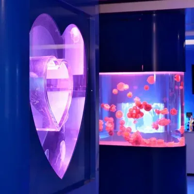 Jellyfishes Inc.