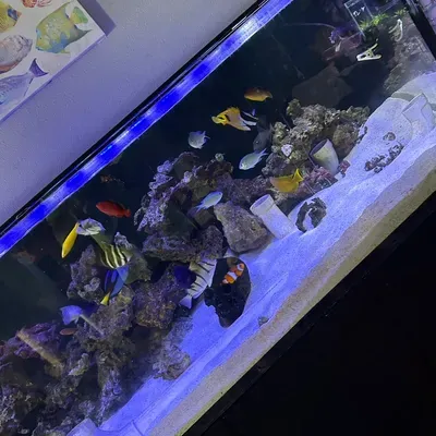 RAL Aquatics