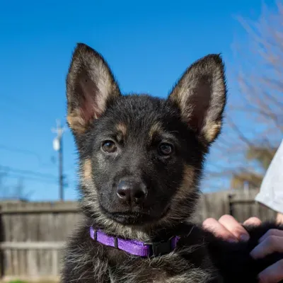 K9 Courage LLC