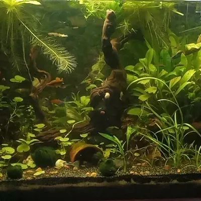 Ken's Freshwater Aquarium Maintenance