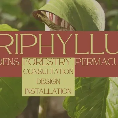 Triphyllum