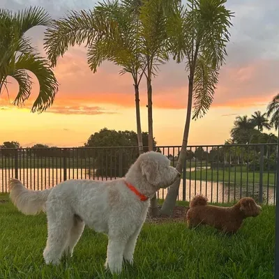 Parkland Canine's Oasis