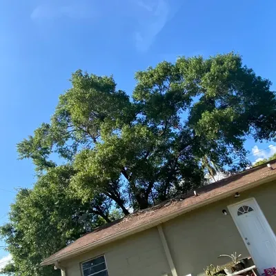Gordis tree service