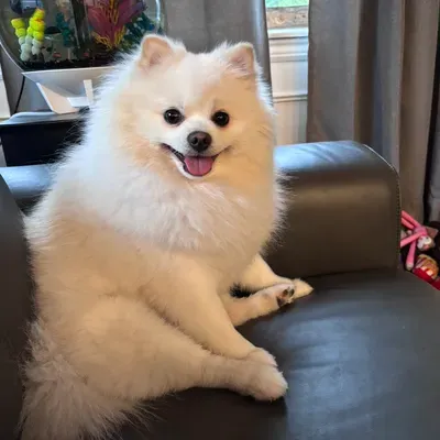 Chrissy's pawpals