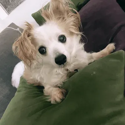 Gabriela Vannier - Pet Companion