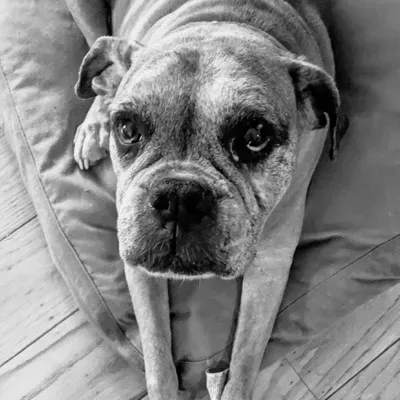 Wags & Whiskers