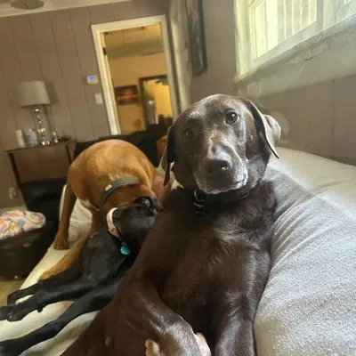Stay & Wag Inn