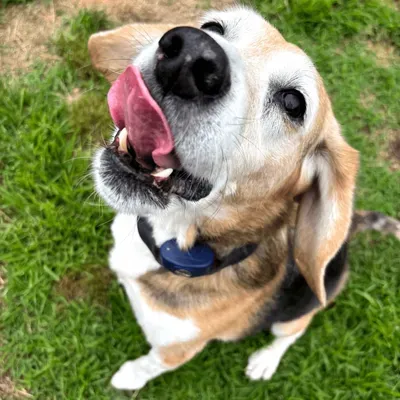 Pawesome Walks