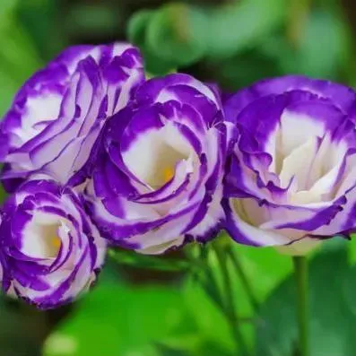 Artistry in Bloom