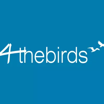 4theBirdsMoving