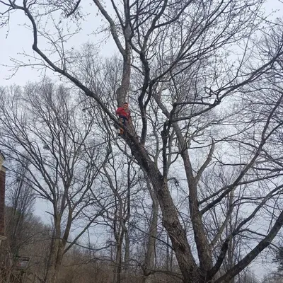 tree service