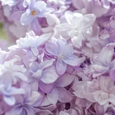Lilac Cleaning Services LLC