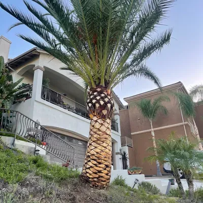 Marvin Mateo landscaping