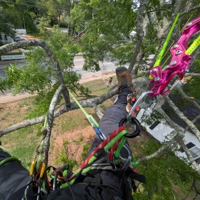 Craft & Canopy Tree Care