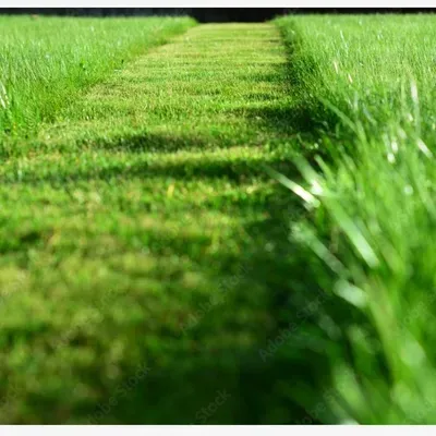 J.J. Lawn And Tree Care