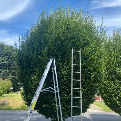 Pacheco’s landscaping