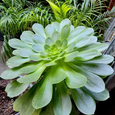 Morales Landscaping
