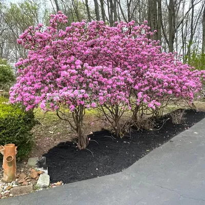 LPZ Landscaping