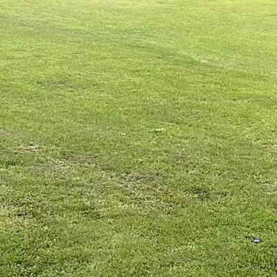 Md’s lawn care