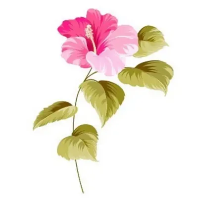 Aloha Beauty Cleaning