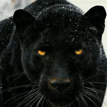 Panther Performance Cleaning