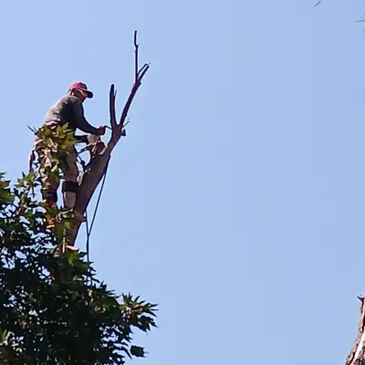 SV Yard Care And Tree Services