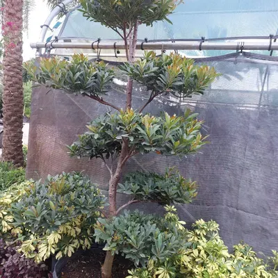 Nate Landscaping