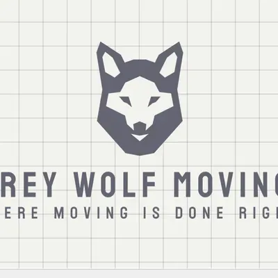 Grey wolf moving