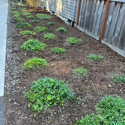 Luna landscaping
