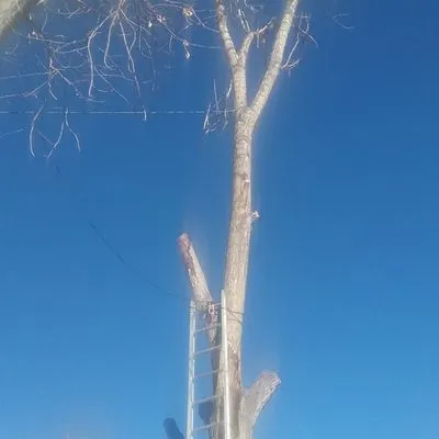 Paul's complete Tree service