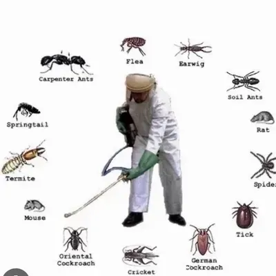 Sunrise pest service